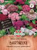 Dianthus barbatus "SPERLI