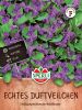 Viola odorata - Echtes Duftveilchen
