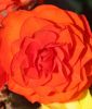 Begonia grandiflora "maxima Orange"