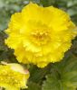 Begonia grandiflora "fimbriata Gelb"