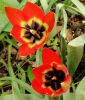 Wildtulpe Tulipa hageri