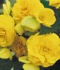 Begonia tuberhybrida 