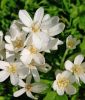 Colchicum autumnale 