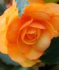 Begonia tuberhybrida "NONSTOP Goldorange"