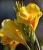 Canna indica 