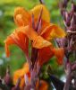Canna indica 