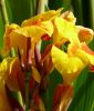 Canna indica "Golden Lucifer" - Indisches Zwerg-Blumenrohr