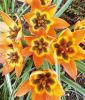 Wildtulpe Tulipa "Little Princess"