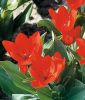 Wildtulpe Tulipa praestans 