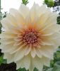 Riesenblumige Dahlie 