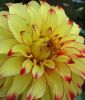 Riesenblumige Dahlie 