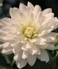 Schmuckdahlie "Polar Ice"