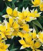Wildtulpe Tulipa tarda - Zwerg-Sterntulpe