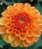 Ball-Dahlie "Sylvia"