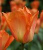 Tulipa fosteriana Oranger Kaiser