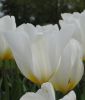 Tulipa fosteriana Weier Kaiser / Purissima