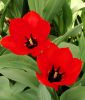 Tulipa fosteriana Princeps