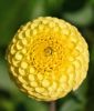 Pompon-Dahlie "Golden Scepter"