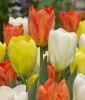 Tulipa fosteriana Kaiserparade