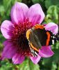 Anemonenbltige Dahlie 