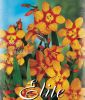 Crocosmia crocosmiiflora "Emily McKenzie" (Montbretie)