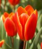 Tulipa kaufmanniana Early Harvest