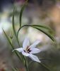 Acidanthera murielae (Gladiolus callianthus) - Abessinische Gladiole