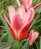 Tulipa kaufmanniana Hearts Delight