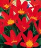 Tulipa kaufmanniana Scarlet Baby