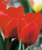 Tulipa kaufmanniana Showwinner