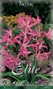 Nerine bowdenii (Guernsey-Lilie)