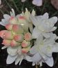 Polyanthes tuberosa "The Pearl" (Tuberose)