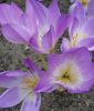 Colchicum speciosum - Herbstzeitlose