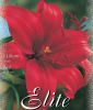 Lilium "Red" - Asiatische Hybride