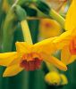 Narcissus tazetta 