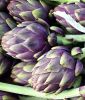 Artischocke "Violet de Provence" - Cynara scolymus
