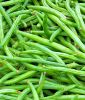 Buschbohne "Maja" - Phaseolus vulgaris var. nanus