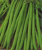 Buschbohne "Primel" - Phaseolus vulgaris var. nanus