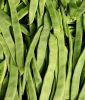 Stangenbohne "Helda" (ehem. Hilda) - Phaseolus vulgaris var. vulgaris