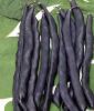 Stangenbohne "Blauhilde" - Phaseolus vulgaris var. vulgaris