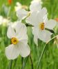 Narcissus poeticus 