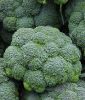 Brokkoli "Marathon F1" - Brassica oleracea var. italica