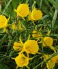 Narcissus bulbocodium conspicuus - Wildnarzisse