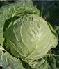 Weikohl "Premiere" - Brassica oleracea var. capitata alba