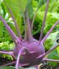 Kohlrabi "Blaro" - Brassica oleracea var. gongylodes