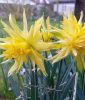 Narcissus 