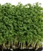 Gartenkresse "Sprint" - Lepidium sativum