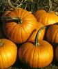 Gartenkrbis "Baby Bear" - Cucurbita pepo