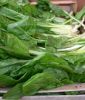 Mangold "Lucullus" - Beta vulgaris convar. cicla