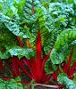 Mangold "Rhubarb Chard/Vulkan" - Beta vulgaris convar. cicla